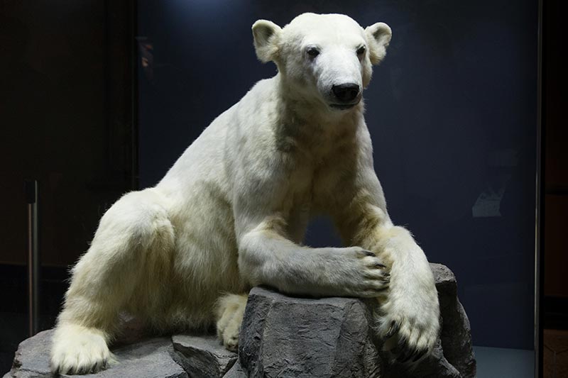 Knut-, le célèbre ourse du Zoo de Berlin -  Photo Didier Laget