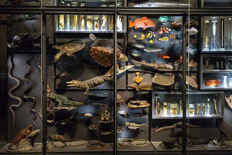 Galerie de l'évolution au Naturkunde-museum - Photo Didier Laget
