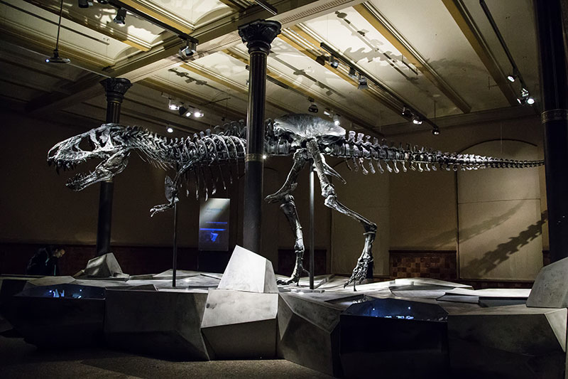 Tristan Otto le Tyrannosaurus Rex du Muséum d'Histoire Naturelle de Berlin - Photo Didier Laget